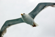 Nome File=volo.jpg
Dimensione File=105KB
Dimensioni=1024x681
Data aggiunta=Giu 28, 2010 volo.jpg