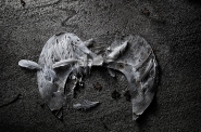 Nome File=LA_MORTE_DI_UN_ANGELO.jpg
Dimensione File=385KB
Dimensioni=900x598
Data aggiunta=Ott 13, 2013 LA_MORTE_DI_UN_ANGELO.jpg