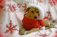 merry_christmass.jpg merry_christmass.jpg