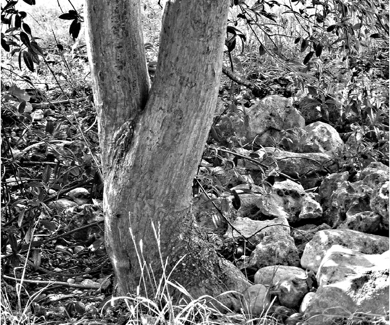 Clicca per l'immagine full size
