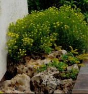 alyssum_(956_x_1020).jpg