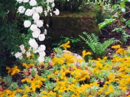 spirea_(1200_x_900).jpg