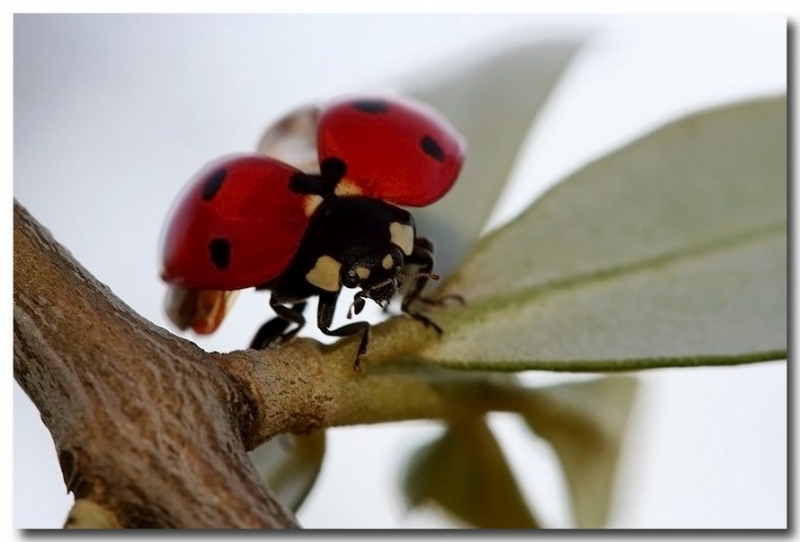 Clicca per l'immagine full size