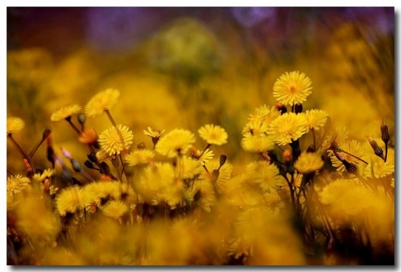 Clicca per l'immagine full size