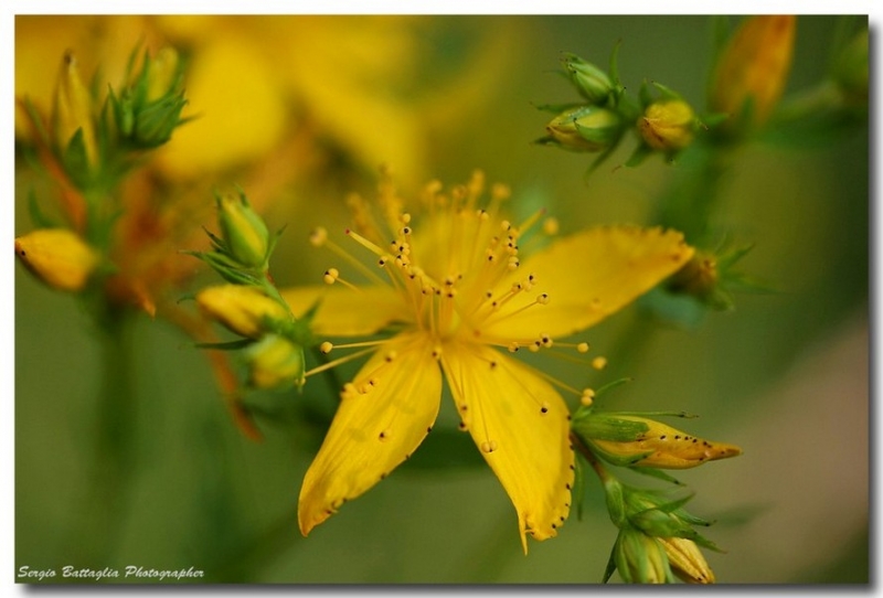 Clicca per l'immagine full size