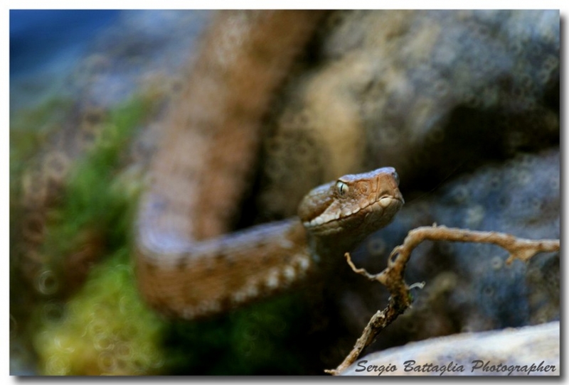 Clicca per l'immagine full size