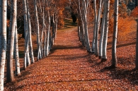 Nome File=tiepido_autunno.jpg
Dimensione File=279KB
Dimensioni=800x533
Data aggiunta=Gen 12, 2010 tiepido_autunno.jpg