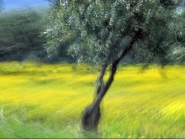 primavera.jpg primavera.jpg
