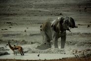 ETOSHA_PARK_a.jpg
