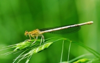 Nome File=Dragonfly.jpg
Dimensione File=357KB
Dimensioni=850x543
Data aggiunta=Set 27, 2009 Dragonfly.jpg