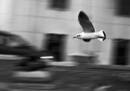 panning_gabbiano_B_N_MM.jpg panning_gabbiano_B_N_MM.jpg
