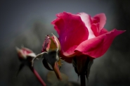 20110514_100028_02_ceppato_01.JPG
