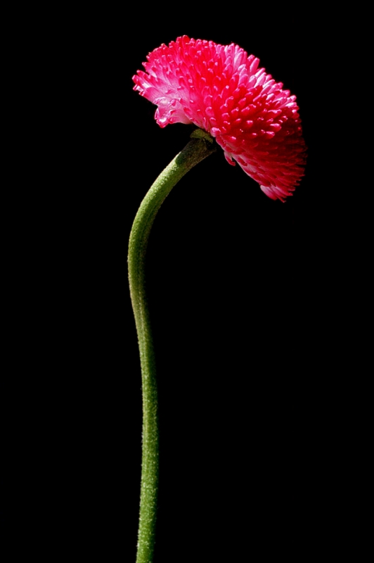 Clicca per l'immagine full size