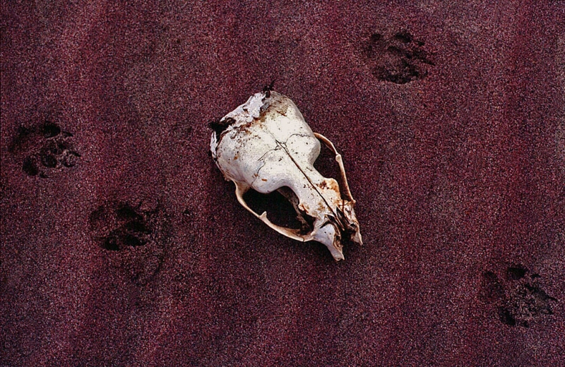 Clicca per l'immagine full size