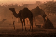 Nome File=©_Saro_Di_Bartolo167a_dromedary_dromedario_camels_cammelli.jpg
Dimensione File=413KB
Dimensioni=1200x799
Data aggiunta=Nov 25, 2014 ©_Saro_Di_Bartolo167a_dromedary_dromedario_camels_cammelli.jpg