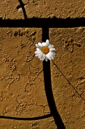 Nome File=©_Saro_Di_Bartolo__margherita_daisy_flower_fiore_terr-a800m.jpg
Dimensione File=544KB
Dimensioni=528x800
Data aggiunta=Mar 21, 2013 ©_Saro_Di_Bartolo__margherita_daisy_flower_fiore_terr-a800m.jpg