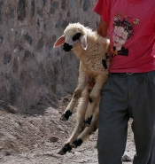 ©_Saro_Di_Bartolo__sheep_3167b_1024.jpg
