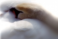 Nome File=©_Saro_Di_Bartolo_bird_swan_cigno_1a2_950m.jpg
Dimensione File=349KB
Dimensioni=950x638
Data aggiunta=Dic 13, 2012 ©_Saro_Di_Bartolo_bird_swan_cigno_1a2_950m.jpg