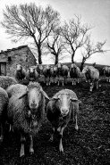 Nome File=©_Saro_Di_Bartolo_gregge_pecore_sheep_1-b_s-19b_1024mm3ef.jpg
Dimensione File=578KB
Dimensioni=686x1024
Data aggiunta=Feb 23, 2013 ©_Saro_Di_Bartolo_gregge_pecore_sheep_1-b_s-19b_1024mm3ef.jpg