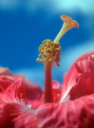 Nome File=©_Saro_Di_Bartolo_hawaii_15a2b_1024mmm_ibiscus_flower_fiore.jpg
Dimensione File=539KB
Dimensioni=742x1005
Data aggiunta=Ago 29, 2014 ©_Saro_Di_Bartolo_hawaii_15a2b_1024mmm_ibiscus_flower_fiore.jpg