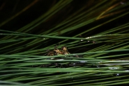 Frog444b1024.jpg