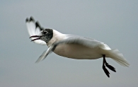 Nome File=seagull.jpg
Dimensione File=59KB
Dimensioni=800x506
Data aggiunta=Gen 26, 2010 seagull.jpg