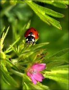 Nome File=coccinella.jpg
Dimensione File=192KB
Dimensioni=557x720
Data aggiunta=Apr 16, 2010 coccinella.jpg