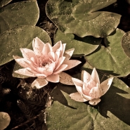 Orto_Botanico~0.jpg