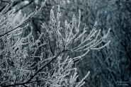 Frozen-Branches.jpg
