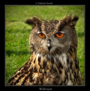 Nome File=Wild-eyes.jpg
Dimensione File=293KB
Dimensioni=796x800
Data aggiunta=Apr 26, 2010 Wild-eyes.jpg