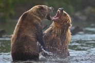Nome File=bears-mm~0.jpg
Dimensione File=595KB
Dimensioni=950x633
Data aggiunta=Ago 21, 2014 bears-mm~0.jpg