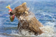 Nome File=bears-mm.jpg
Dimensione File=547KB
Dimensioni=900x600
Data aggiunta=Ago 13, 2014 bears-mm.jpg