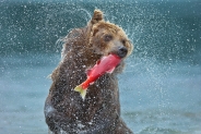 Nome File=bears-mm1.jpg
Dimensione File=599KB
Dimensioni=805x537
Data aggiunta=Ago 22, 2014 bears-mm1.jpg