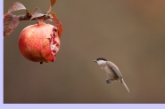 Nome File=bigia-e-melograno.jpg
Dimensione File=378KB
Dimensioni=1200x800
Data aggiunta=Mar 29, 2012 bigia-e-melograno.jpg