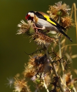 cardellino_5.JPG