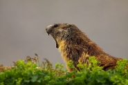 marmotta_1.JPG