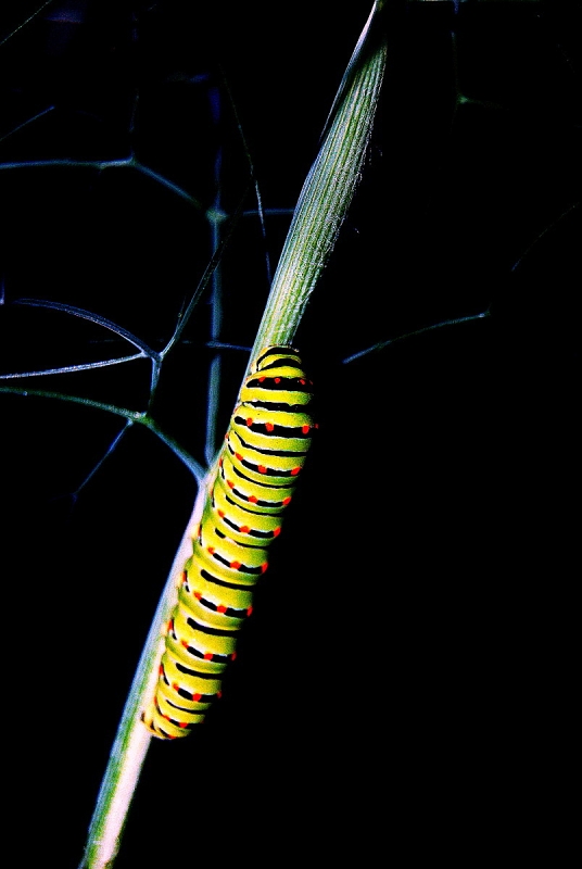 Clicca per l'immagine full size
