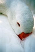 cigno.jpg