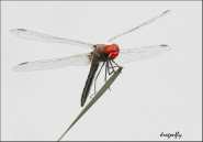 Nome File=dragonfly.jpg
Dimensione File=205KB
Dimensioni=803x561
Data aggiunta=Nov 04, 2012 dragonfly.jpg