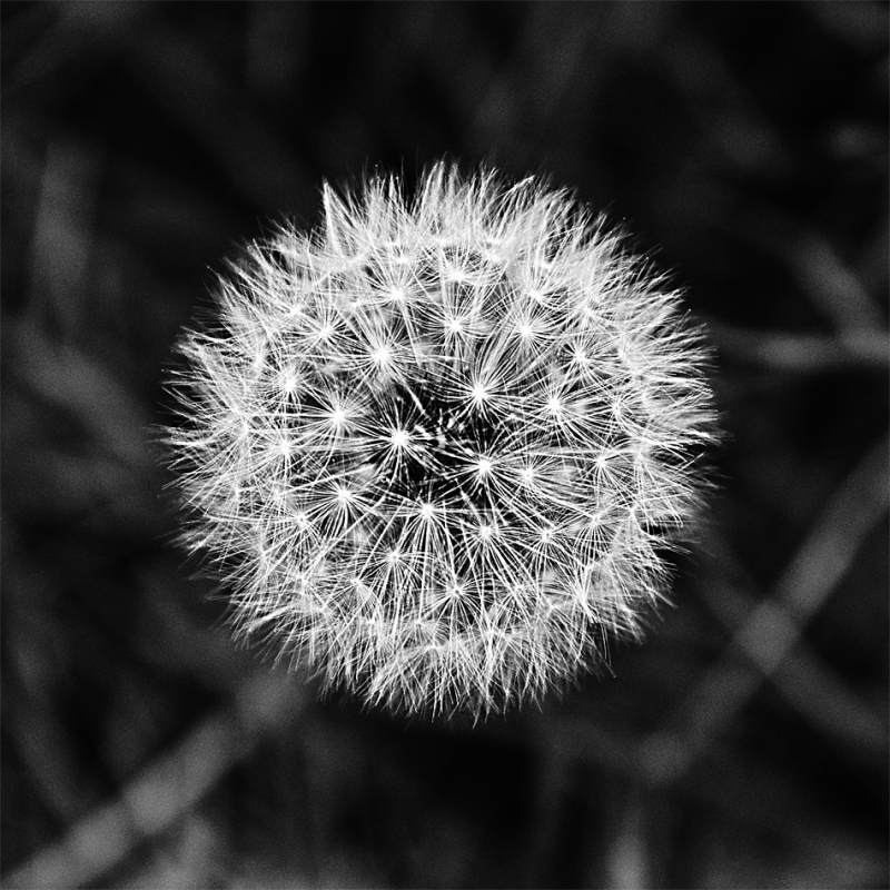 Clicca per l'immagine full size