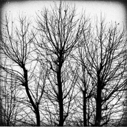 Nome File=Alberi_BW_controluce_ex_pola_waste_MM_c.jpg
Dimensione File=354KB
Dimensioni=880x880
Data aggiunta=Feb 23, 2011 Alberi_BW_controluce_ex_pola_waste_MM_c.jpg