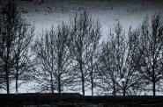 Nome File=alberi_mura_LU_riflesso_cyanotype_MM_c.jpg
Dimensione File=376KB
Dimensioni=1000x664
Data aggiunta=Dic 17, 2010 alberi_mura_LU_riflesso_cyanotype_MM_c.jpg