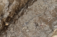 FM6196.jpg FM6196.jpg