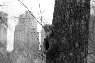 squirrell.jpg squirrell.jpg