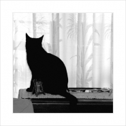 Nome File=silouette.jpg
Dimensione File=130KB
Dimensioni=755x755
Data aggiunta=Nov 03, 2010 silouette.jpg