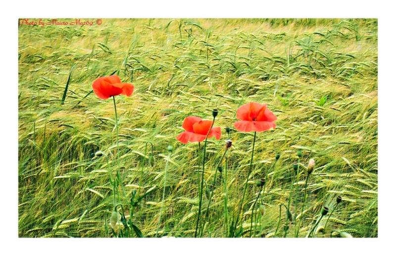 Clicca per l'immagine full size