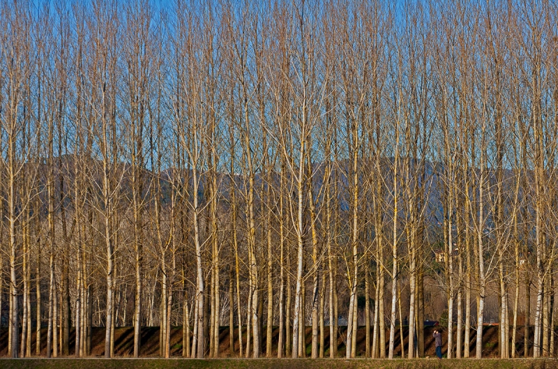 Clicca per l'immagine full size
