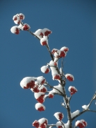 Neve_in_fiore.jpg