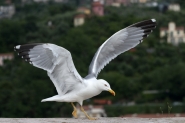 Nome File=Landing.jpg
Dimensione File=247KB
Dimensioni=800x533
Data aggiunta=Mag 02, 2010 Landing.jpg