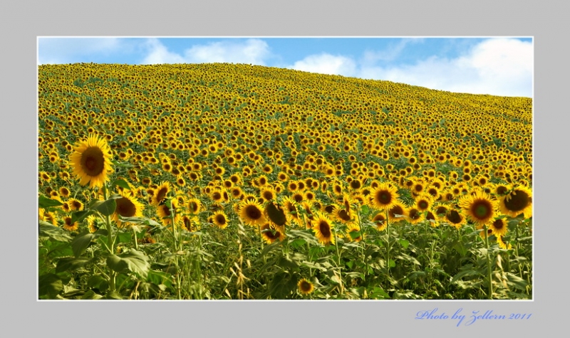 Clicca per l'immagine full size